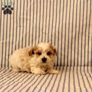 Nolan, Maltipoo Puppy